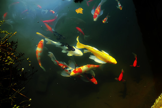 觀賞魚