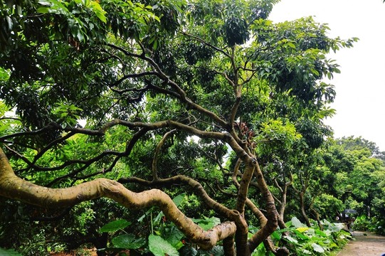 荔枝樹