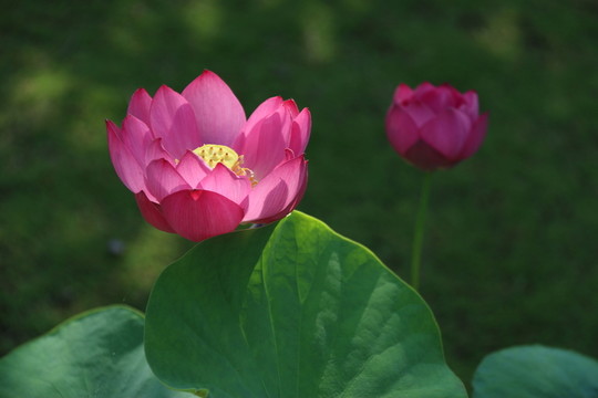 荷花荷葉