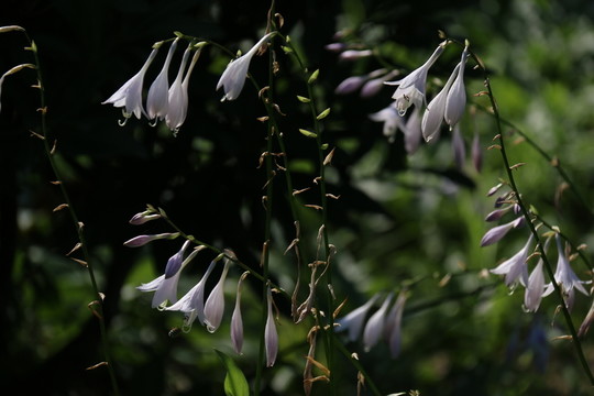 玉簪花