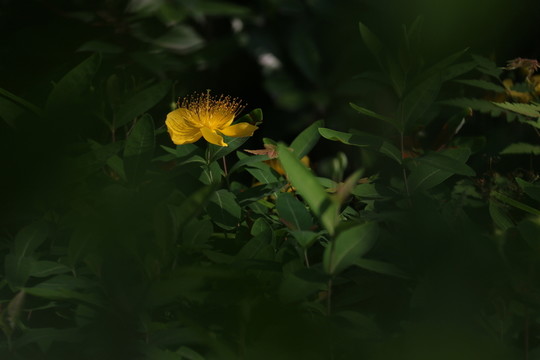 金絲桃