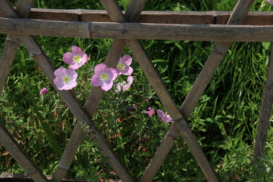 月見草花
