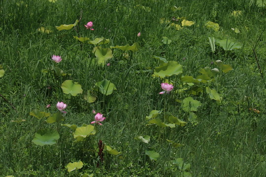 荷花荷葉