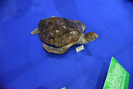 海龜標(biāo)本