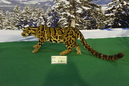 云豹標(biāo)本