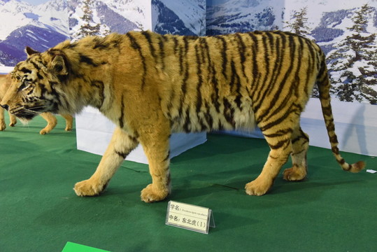 東北虎標本