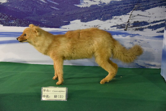 豺狼標(biāo)本