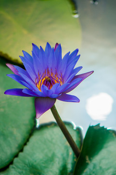 蓮花光影