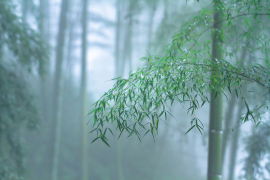 竹林