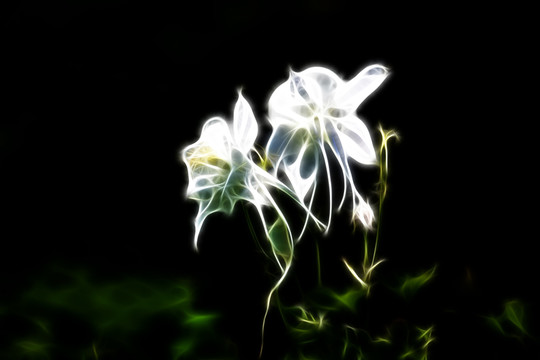 耬斗菜 光繪