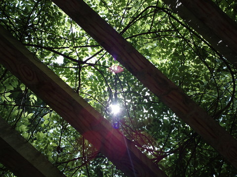 樹蔭中的太陽