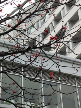 紅棉與建筑