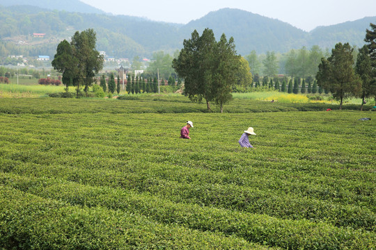 采茶