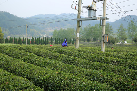 采茶