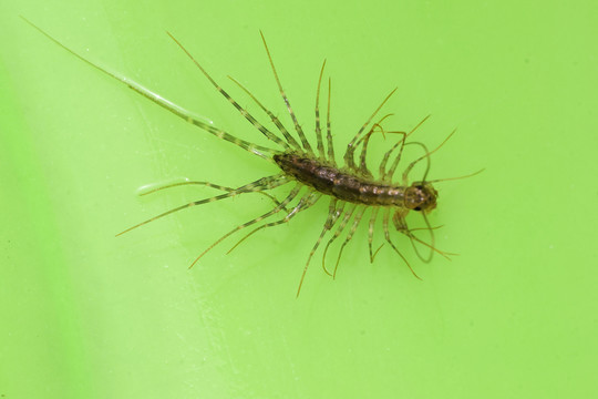 蚰蜒