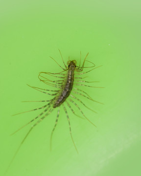 蚰蜒