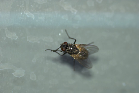 蒼蠅