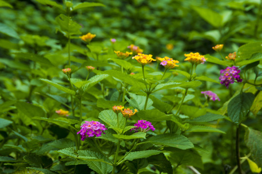 路邊紫花黃花