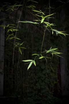 竹