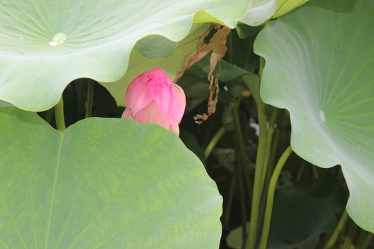 荷