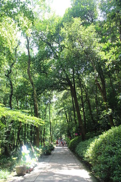 小路