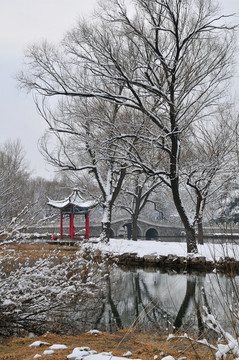 雪后的樹