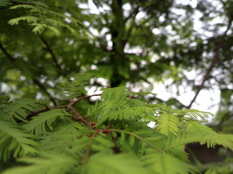 綠色茂盛的杉樹