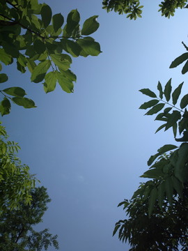 樹梢上的藍天