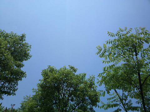 樹梢上的藍(lán)天