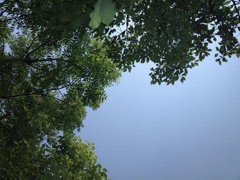 樹梢上的藍(lán)天