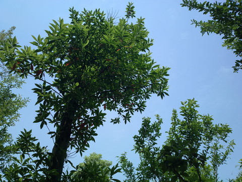 樹梢上的藍(lán)天