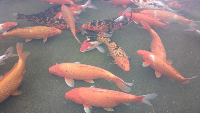 觀賞魚錦鯉魚