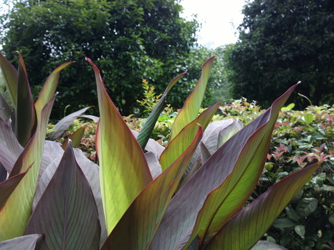 公園植物