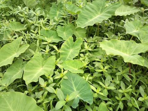 濕地植物野芋葉