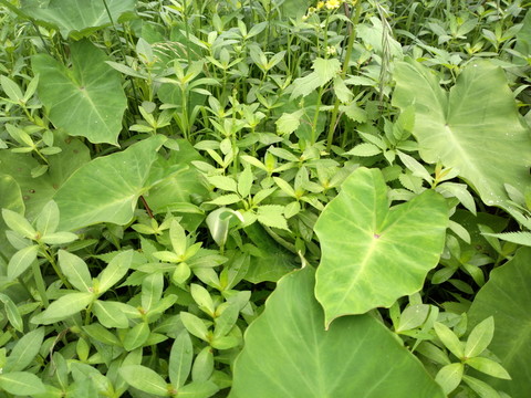 濕地植物野芋葉