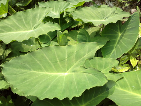 綠色的野芋葉