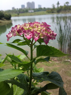 一株紅花