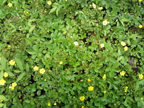 野花野草