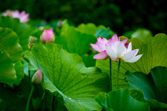 荷花