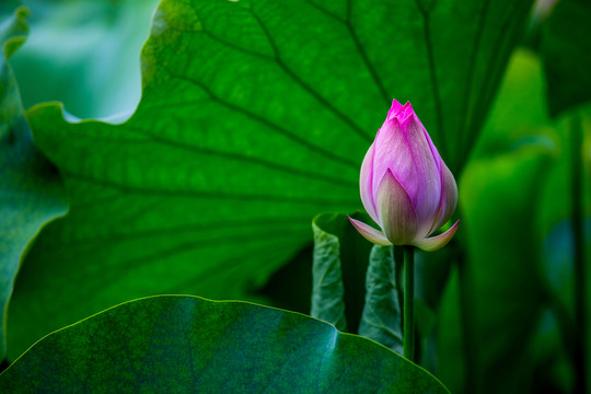 荷花