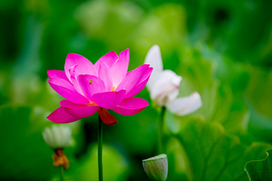 荷花