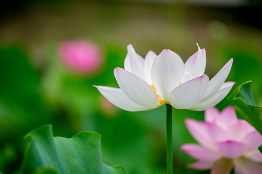荷花