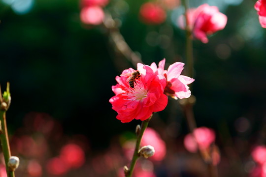 梅花與蜜蜂