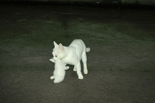 貓叼窩