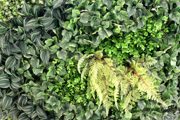 植物墙 绿叶背景 绿化墙 植物