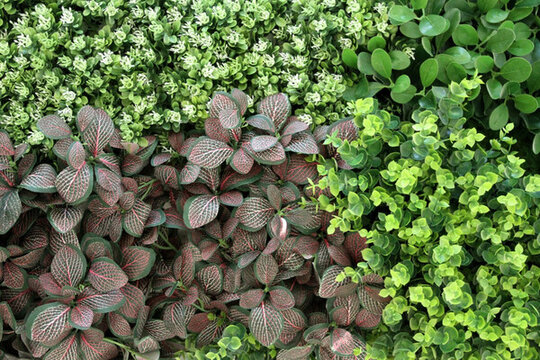 植物墻 綠葉背景 綠化墻 花紋