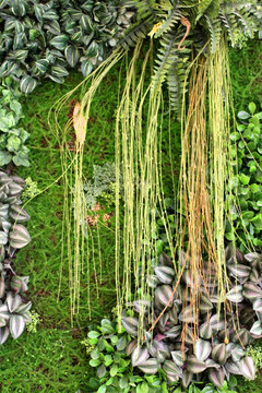 植物墻 綠葉背景 綠化墻 花紋