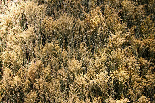植物墻 綠葉背景 綠化墻 花紋