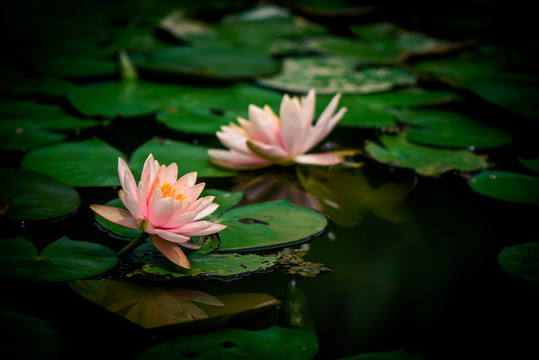 兩朵蓮花