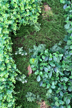 植物墻 綠葉背景 綠化墻 花紋